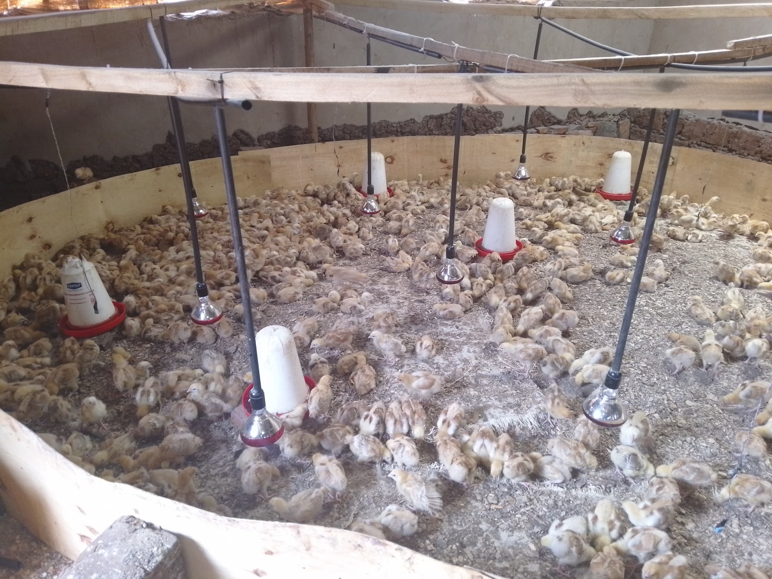 Broodiinnox Smart Chick Brooding System