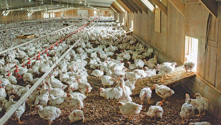 Broodiinnox Smart Chick Brooding System