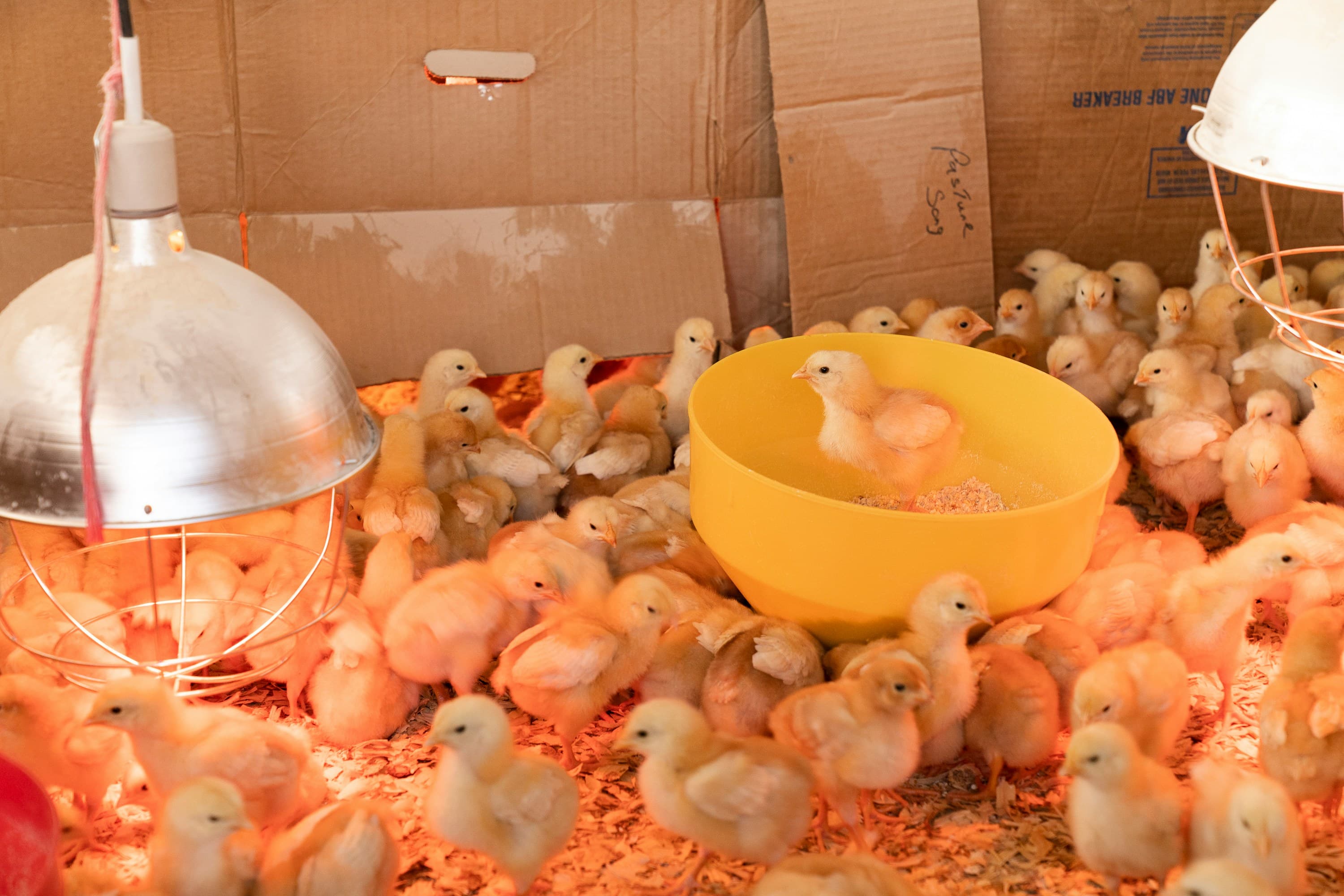 Poultry Farming Solutions