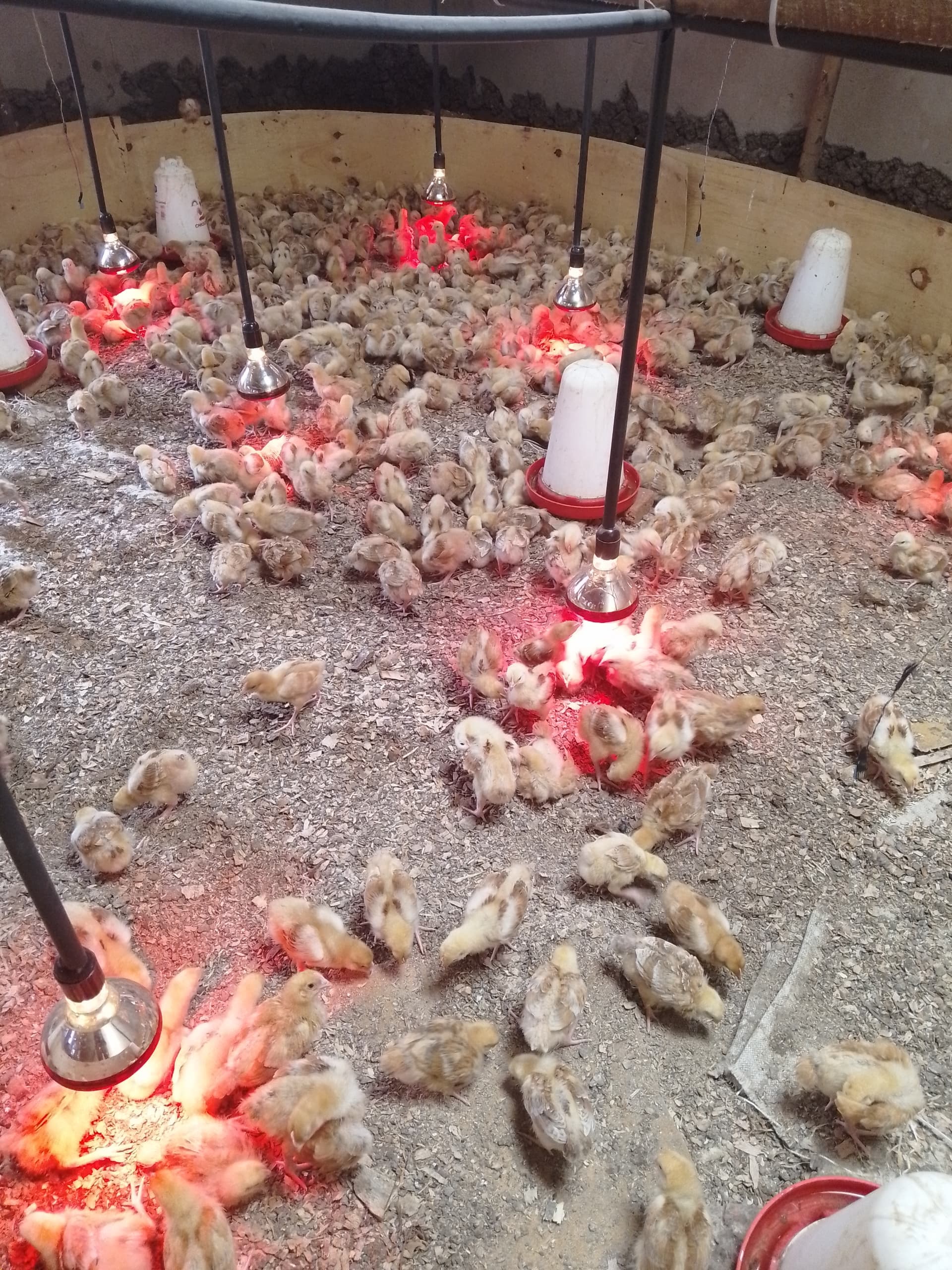 Temperature control system automatically adjusting for chick comfort