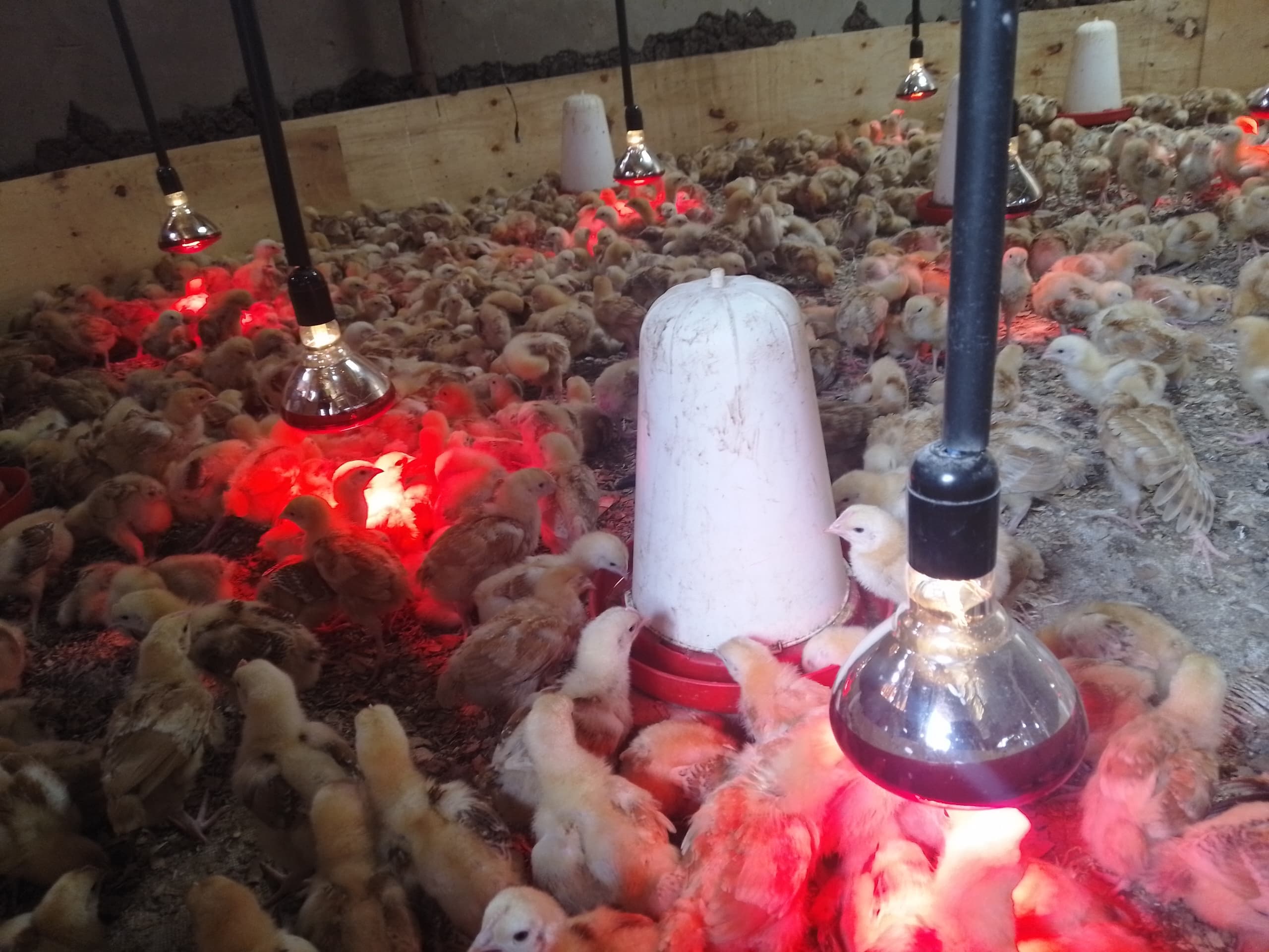 Real farm deployment showing impressive chick survival rates