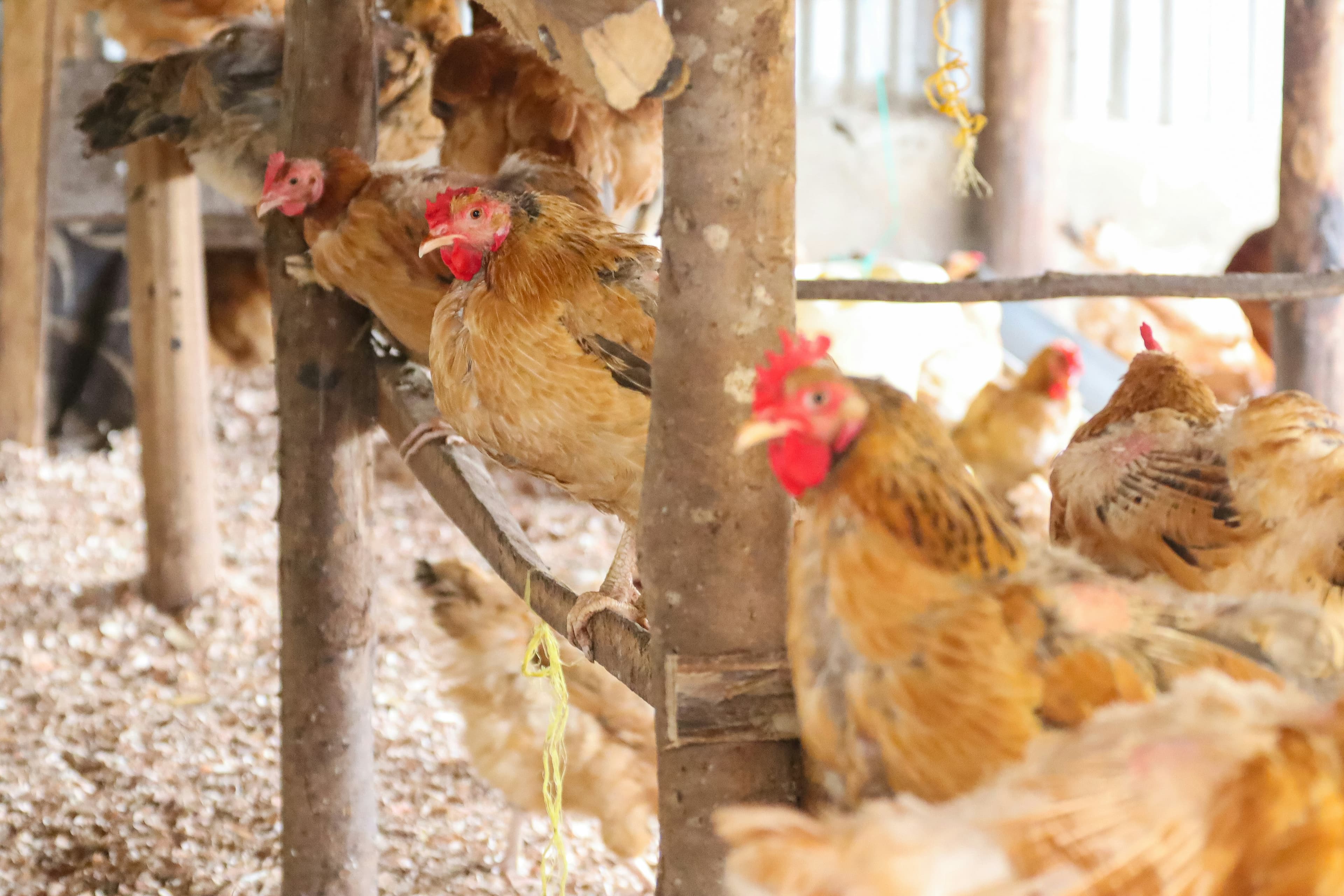 Healthy chicks under Broodiinnox care - zero mortality results